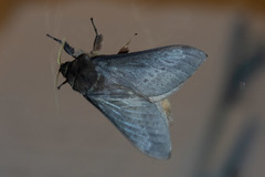 Oxycanus silvanus