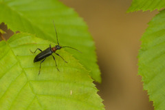 Grammoptera haematites
