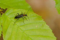 Grammoptera haematites