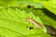 Peltoperlidae