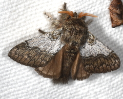 Euglyphis argyphea