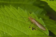 Peltoperlidae