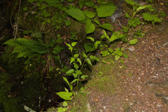 Thaspium trifoliatum