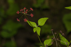 Thaspium trifoliatum