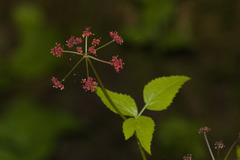 Thaspium trifoliatum