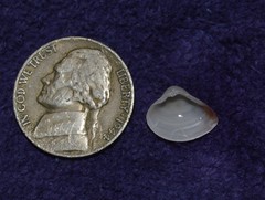 Anomalocardia cuneimeris