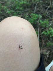 Armigeres subalbatus