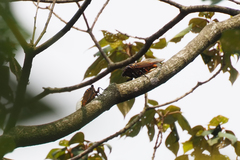 Cryptotympana mandarina