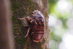 Cicadinae