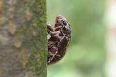 Cicadinae