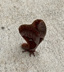 Callosamia promethea