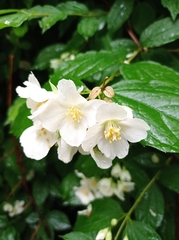 Philadelphus coronarius