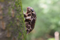Cicadinae