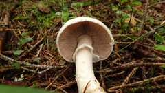 Agaricus altipes