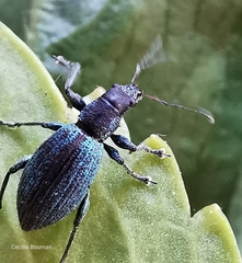 Polydrusus smaragdulus