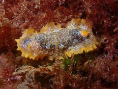 Doriopsilla areolata