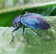 Polydrusus smaragdulus