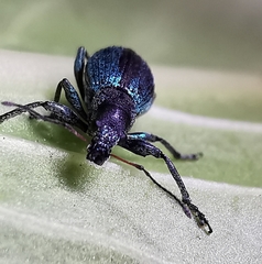 Polydrusus smaragdulus