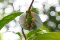 Athyma selenophora