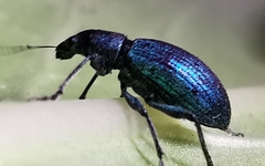 Polydrusus smaragdulus