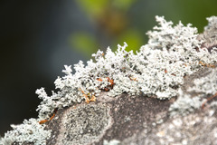 Stereocaulon dactylophyllum