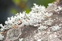 Stereocaulon dactylophyllum