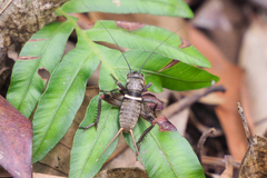 Teleogryllus mitratus