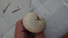 Agaricus altipes