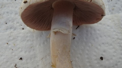Agaricus altipes