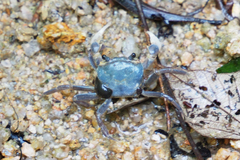 Brachyura