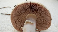 Agaricus altipes