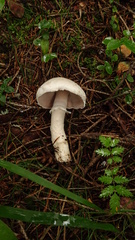 Agaricus altipes