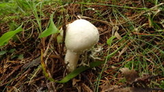 Agaricus altipes