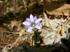 Gentiana zollingeri