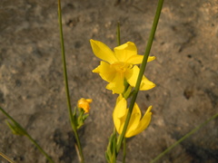 Bobartia orientalis