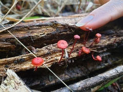 Cruentomycena viscidocruenta