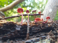 Cruentomycena viscidocruenta