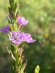 Lythrum alatum image