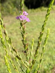 Lythrum alatum image