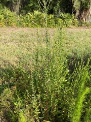 Lythrum alatum image
