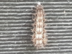Vanessa itea
