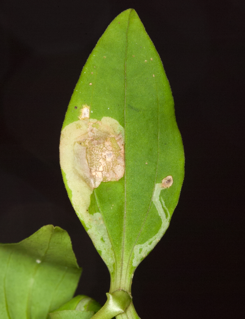 Amauromyza flavifrons