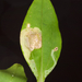 Amauromyza flavifrons - Photo (c) Jim Petranka, algunos derechos reservados (CC BY-NC), subido por Jim Petranka