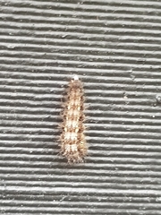 Vanessa itea