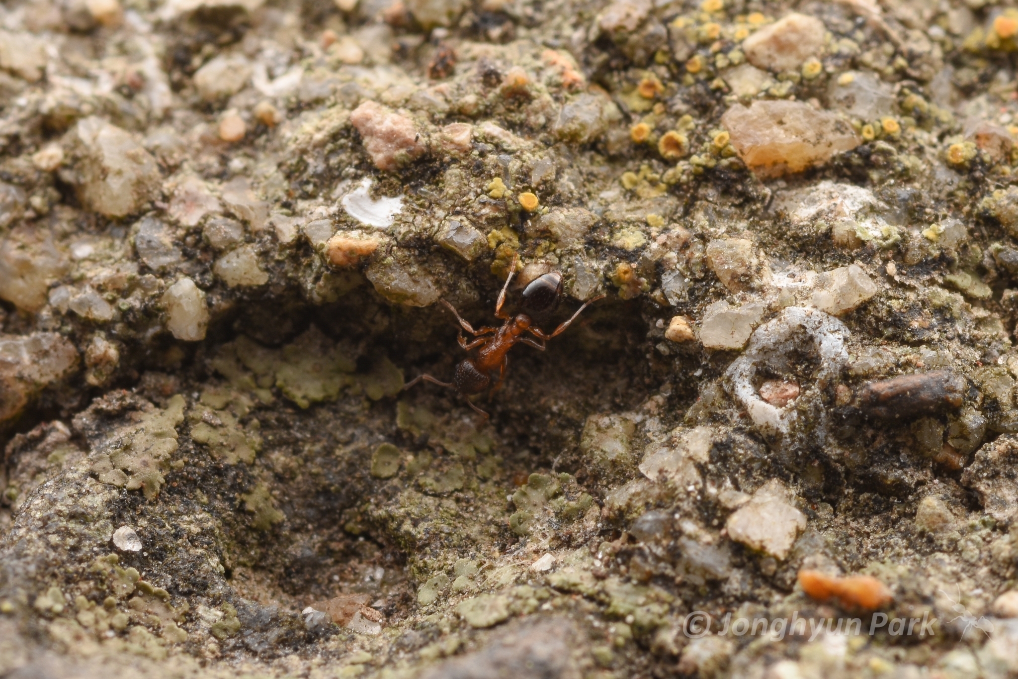 Temnothorax nassonovi
