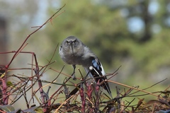 Mimus polyglottos