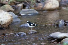 Enicurus immaculatus