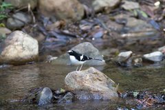 Enicurus immaculatus