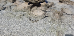 Hemiscyllium ocellatum
