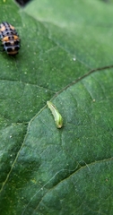 Pterygota